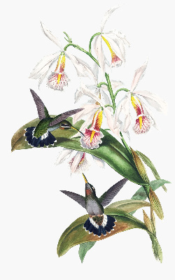 Estor opaco con diseño de pájaros en una flor
