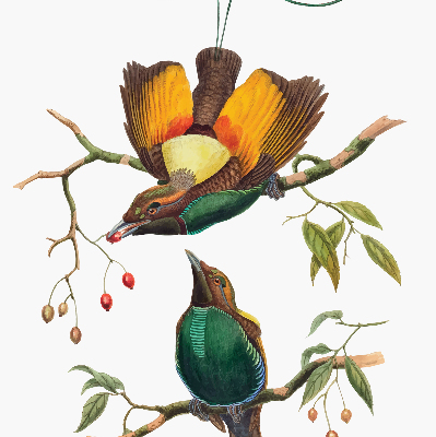 Estor decorativo pájaros en una rama