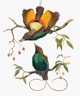 Estor decorativo pájaros en una rama