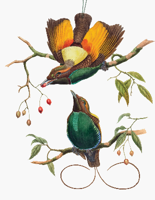 Estor decorativo pájaros en una rama