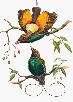 Estor decorativo pájaros en una rama