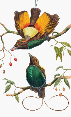 Estor decorativo pájaros en una rama