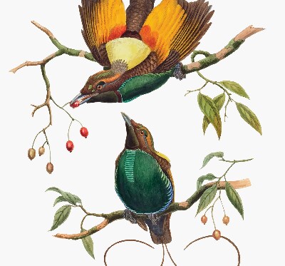 Estor decorativo pájaros en una rama