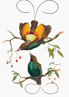 Estor decorativo pájaros en una rama