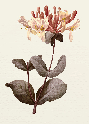 Estor enrollable de tela Flor que cae