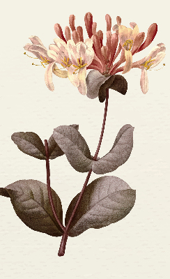 Estor enrollable de tela Flor que cae