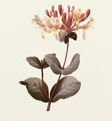 Estor enrollable de tela Flor que cae