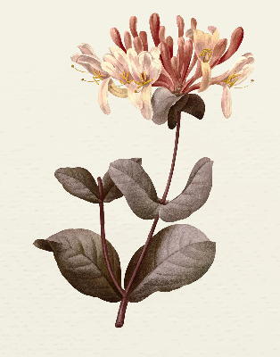 Estor enrollable de tela Flor que cae