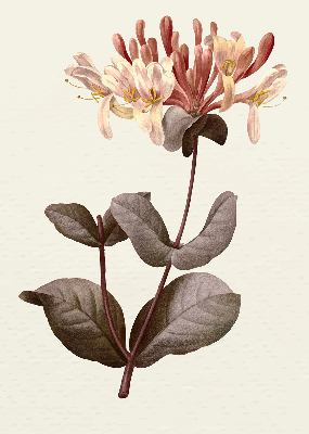 Estor enrollable de tela Flor que cae