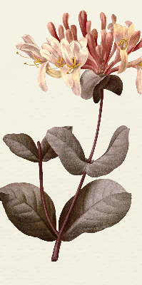 Estor enrollable de tela Flor que cae