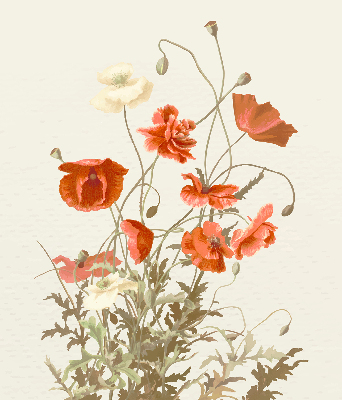 Estor opaco en color amapolas