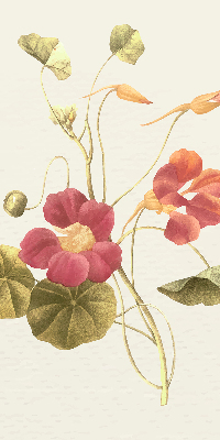 Estor decorativo flor