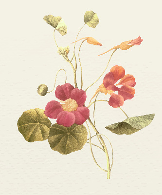 Estor decorativo flor