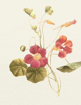 Estor decorativo flor