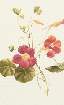 Estor decorativo flor