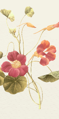 Estor decorativo flor