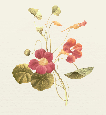 Estor decorativo flor