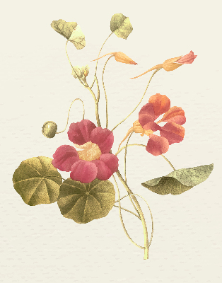 Estor decorativo flor