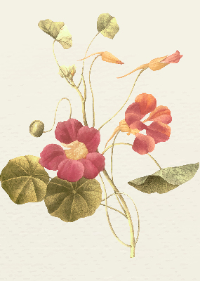 Estor decorativo flor