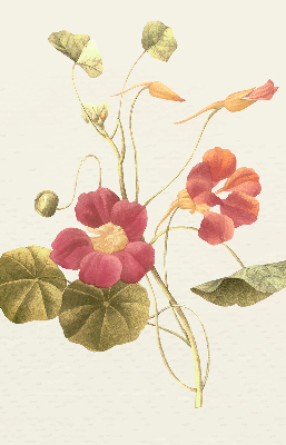Estor decorativo flor