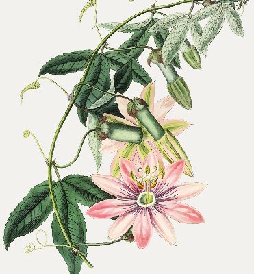 Estor opaco en color flor rosa