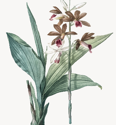 Estor enrollable de tela flor