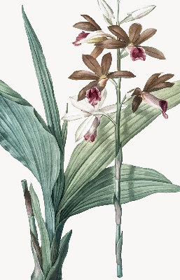 Estor enrollable de tela flor