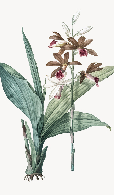 Estor enrollable de tela flor