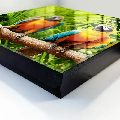 Caja de llaves Aves tropicales