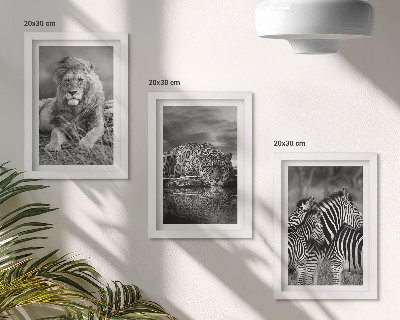 Juego de 3 cuadros decorativos Animales salvajes de la sabana: león, jaguar y cebra