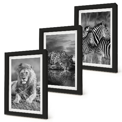Juego de 3 cuadros decorativos Animales salvajes de la sabana: león, jaguar y cebra
