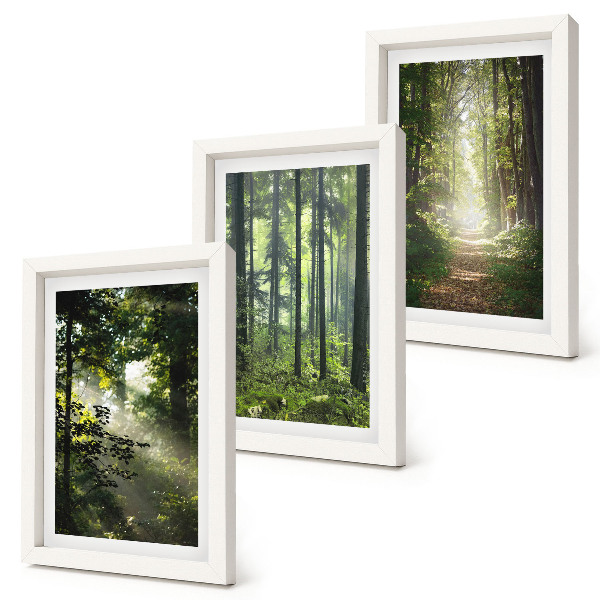 Juego de 3 cuadros decorativos Bosques verdes con rayos de luz y un sendero forestal