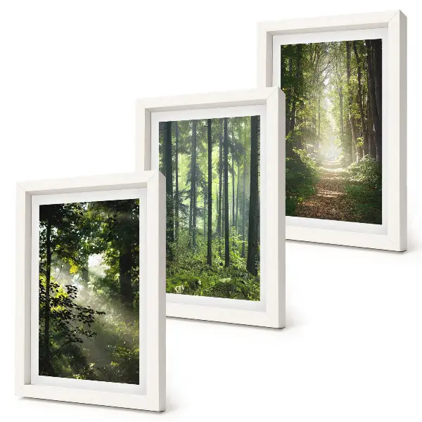 Juego de 3 cuadros decorativos con diseño de bosques verdes y sendero forestal bajo rayos de luz