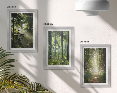 Juego de 3 cuadros decorativos Bosques verdes con rayos de luz y un sendero forestal