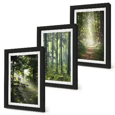 Juego de 3 cuadros decorativos con diseño de bosques verdes y sendero forestal bajo rayos de luz