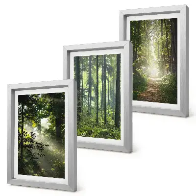 Juego de 3 cuadros decorativos con diseño de bosques verdes y sendero forestal bajo rayos de luz