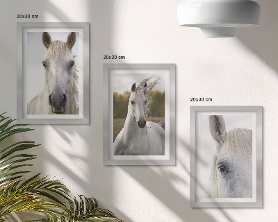 Tríptico enmarcado Caballos blancos en diversas poses sobre un fondo natural.