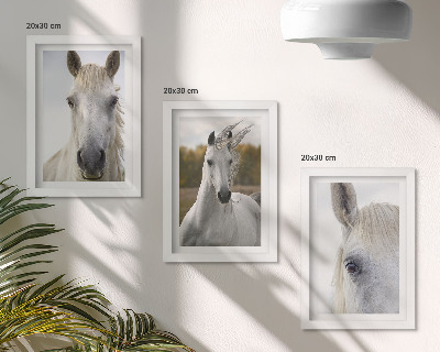 Tríptico enmarcado Caballos blancos en diversas poses sobre un fondo natural.