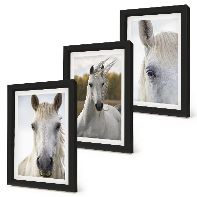 Tríptico enmarcado Caballos blancos en diversas poses sobre un fondo natural.