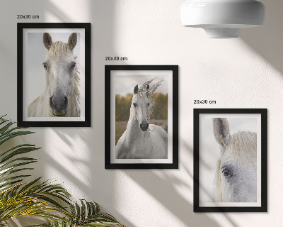 Tríptico enmarcado Caballos blancos en diversas poses sobre un fondo natural.