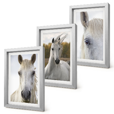 Tríptico enmarcado Caballos blancos en diversas poses sobre un fondo natural.