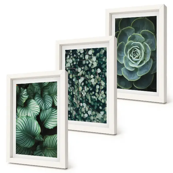 Juego de 3 cuadros decorativos con diseño de plantas de hojas verdes y suculentas