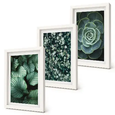 Juego de 3 cuadros decorativos con diseño de plantas de hojas verdes y suculentas