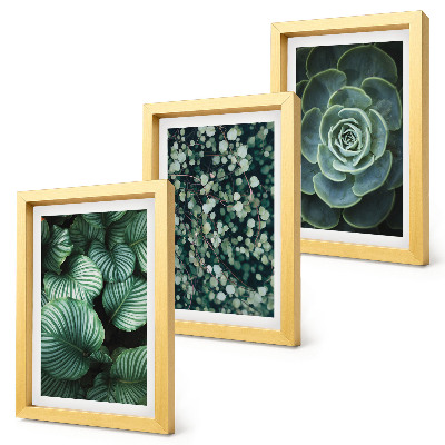 Juego de 3 cuadros decorativos Plantas de hojas verdes y suculentas con estilo.