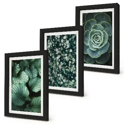 Juego de 3 cuadros decorativos con diseño de plantas de hojas verdes y suculentas