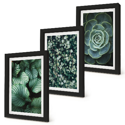 Juego de 3 cuadros decorativos Plantas de hojas verdes y suculentas con estilo.