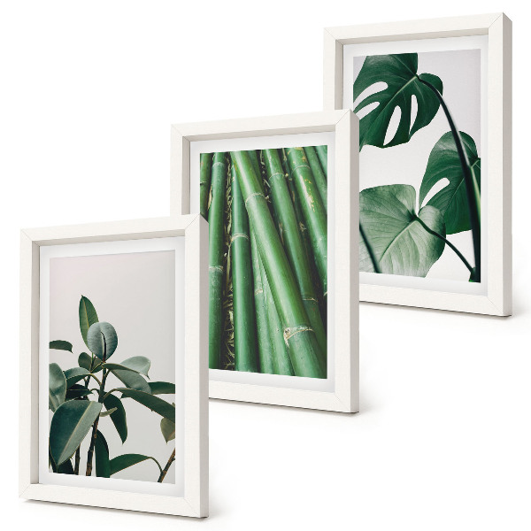 Juego de 3 cuadros decorativos Tallos de bambú, planta de interior y hojas de monstera