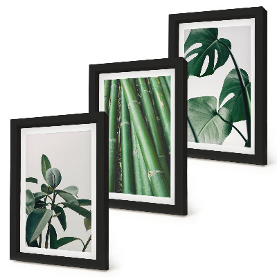 Juego de 3 cuadros decorativos Tallos de bambú, planta de interior y hojas de monstera