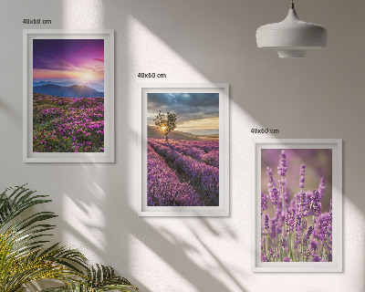 Juego de 3 cuadros Atardecer en los campos de lavanda