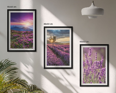 Juego de 3 cuadros Atardecer en los campos de lavanda